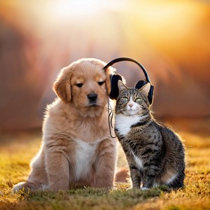 Pets' Melodic Comfort: Soothing Tunes