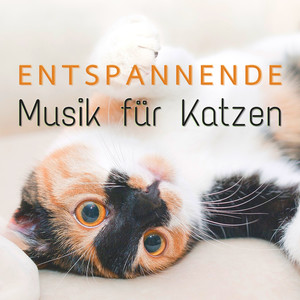 Entspannende Musik für Katzen: Beruhigende Lieder für Katzen, um Sich Mehr Geliebt und Geschätzt zu Fühlen