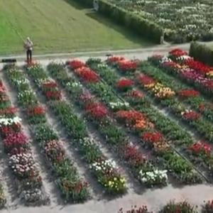 Bloemendagen In Ons Dorpje Limmen