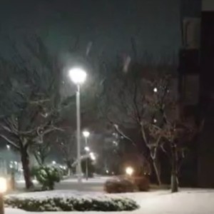 忘れ雪