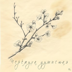 Черёмуха душистая