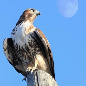 Man I Love This Game (Explicit)