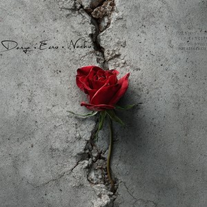 Erste Rose