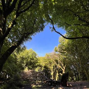 Bread Song (feat. Aunt Ant & BEX)