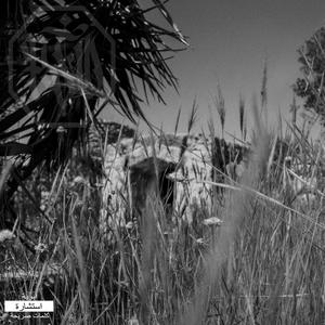 NORD AFRICA (feat. Il Torsolo) (Explicit)