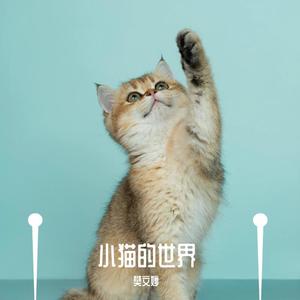 小猫的世界