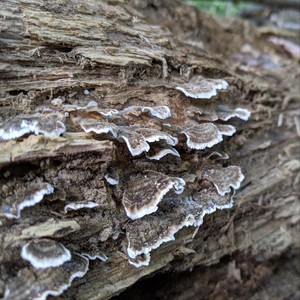 Hillbilly Propaganda(feat. Current State)