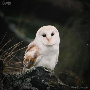 Owls