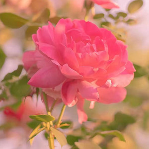 曦微 - 你过的好不好，真的不是因为穷