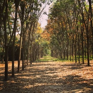 九月红叶 (Version 2)