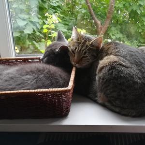 Just Lazy(feat. Simon Thorsen, Mikkel Find & Ole Rasmussen)