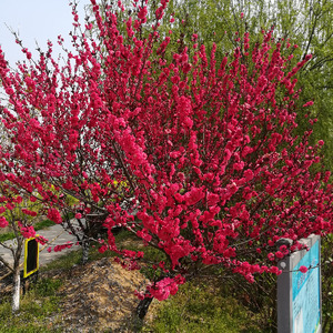 妹妹我蹦迪在酒吧 (舞曲吉特巴版)