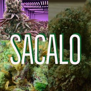 Sacalo (feat. Abraham Lozano)