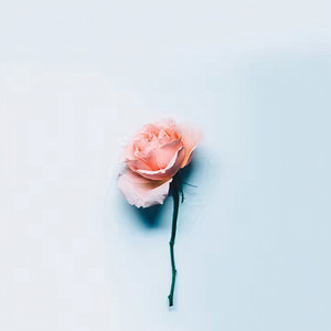 终有一天，我会抛弃你们