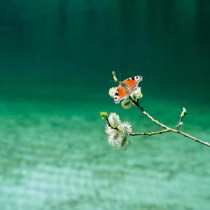 Nebula (Schlafzimmer Demo)