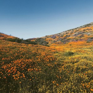 Bloom Like Wildflowers