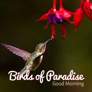 Birds of Paradise: Good Morning - Alarm Clock, Positive Mood, Yoga Near Me, Spiritual Awakening, Mindfulness & Meditation Music