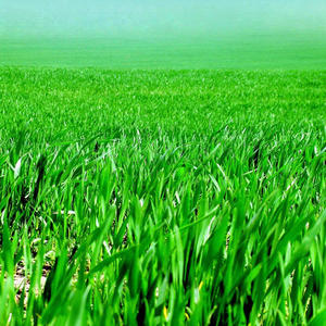 Hungry (feat. Samosthated) (Explicit)