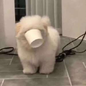 谪仙