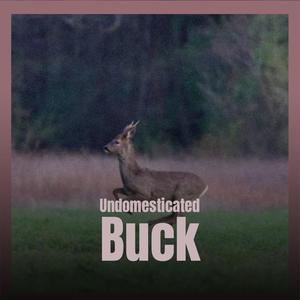 Undomesticated Buck