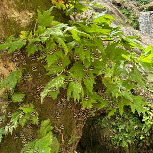 Vincent et felismina (Explicit)