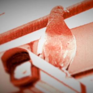 Dimonis (feat. Sudakillah) (Explicit)