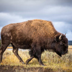 Im Done Trying To Fix You (feat. BBCDaddy & Lil Buffalo Sauce)