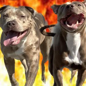 Different Type of Angel (feat. R3d Runtz, Lay Krilla, Ynvsen, Rbb Dayskii, Kayreebaby & LiveLifeSosa|Explicit)