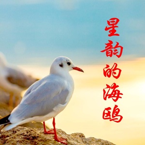 勇敢的海鸥