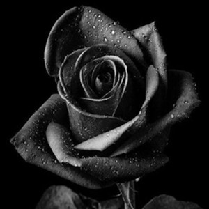 BODY/REDRUM (Explicit)