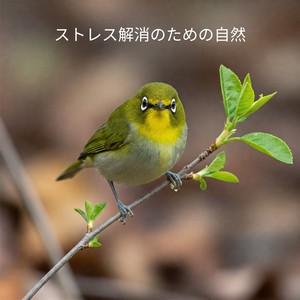 森の午後封面