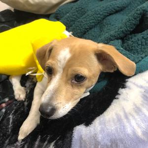 Lovey Dovey (Explicit)