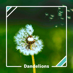 Dandelions (feat. 浅木式)