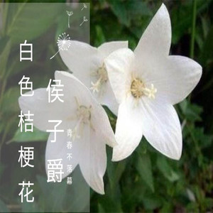 白色桔梗花 (伴奏)