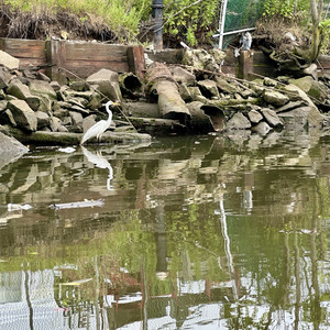 Gowanus Sound Paddle