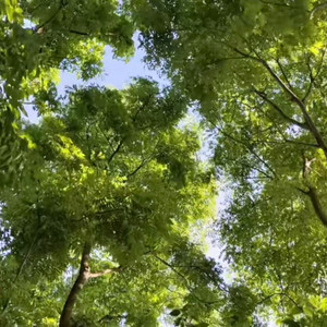你看树桠疯长 每天的夕阳都不一样 (氛围版)