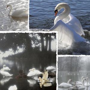 Heart Of The Swan (Explicit)