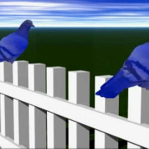 Two Blue Pigeons