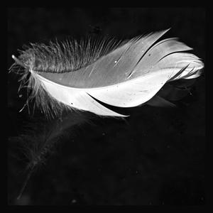 Feather Flight