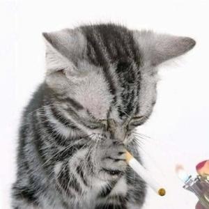 Tricks (feat. lungskull) (Explicit)