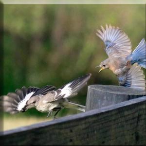 Kill A Mockingbird (Explicit)