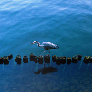 Gentleman, A Bobsled Is A Simple Thing