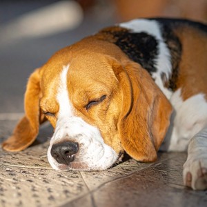 Descanso De Patas Suaves