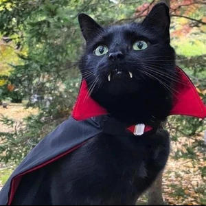 Did you blame me? (Explicit)