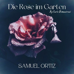 Die Rose Im Garten