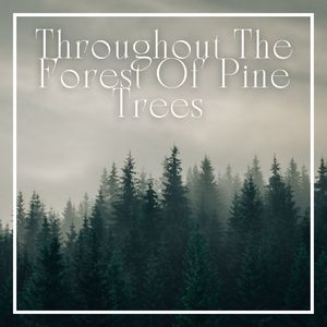 Throughout The Forest Of Pine Trees