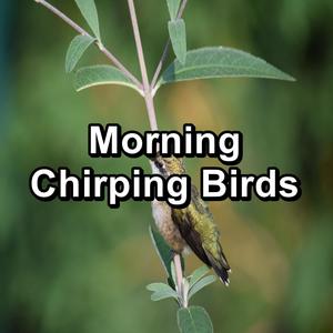 Morning Chirping Birds