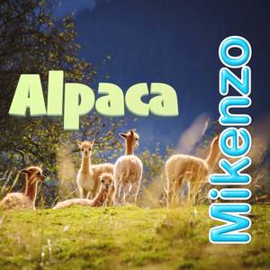 Alpaca