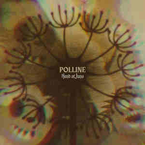 Polline