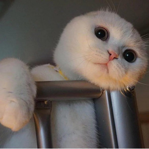 Kartashow-Мари Краймбрери -Золото (汉堡 remix)